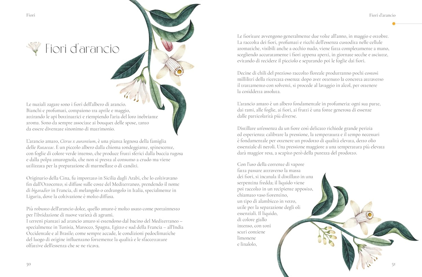 LA BOTANICA DEI PROFUMI • N. Pezza, G. Cairo