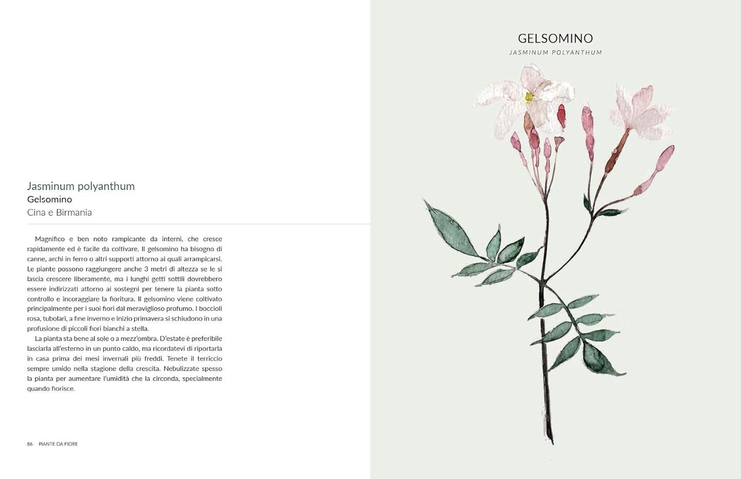 BOTANICA URBANA • M. Koster, E. Sibley