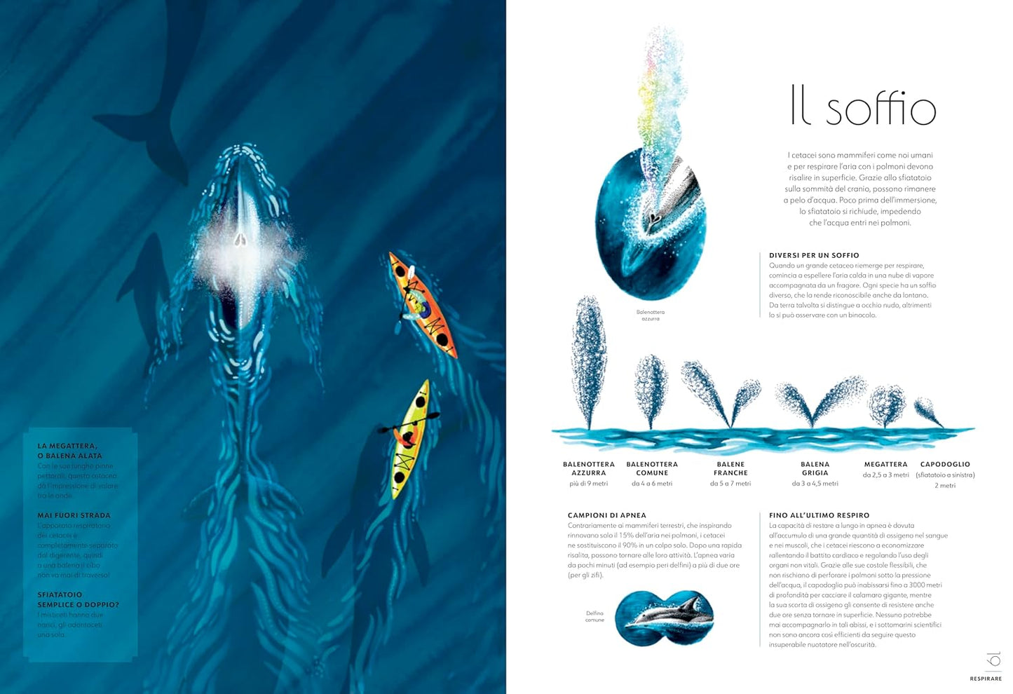 CETACEI • Amandine Delaunay