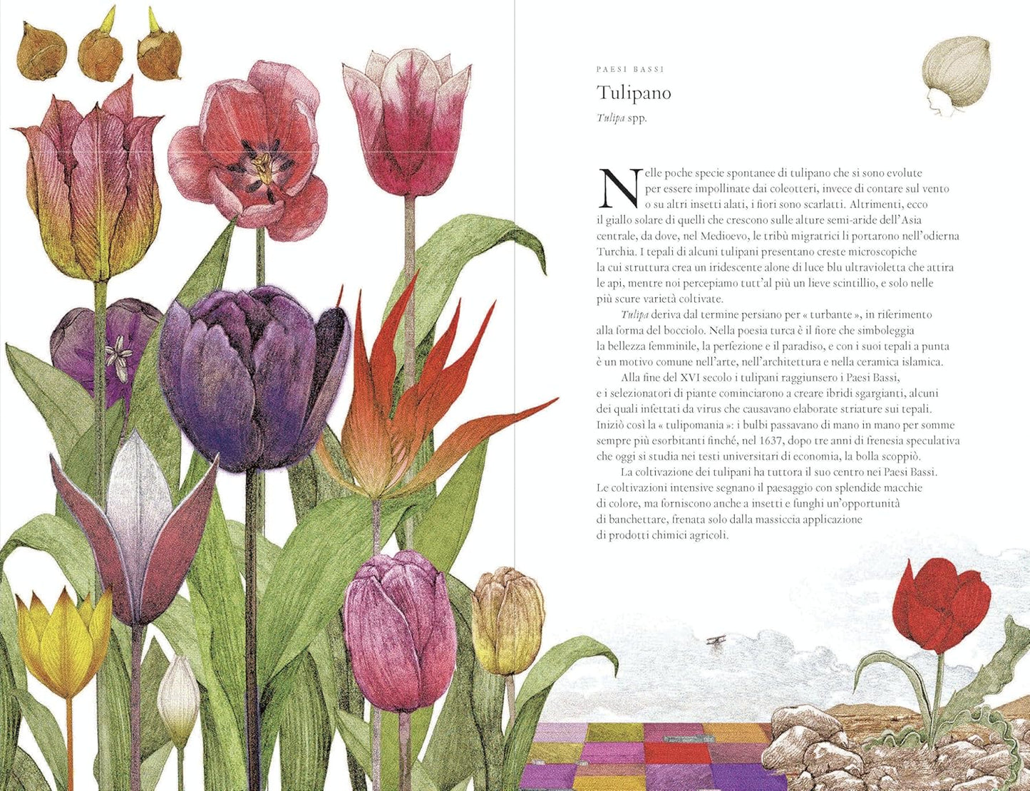 IL GIRO DEL MONDO IN 80 FIORI • Jonathan Drori