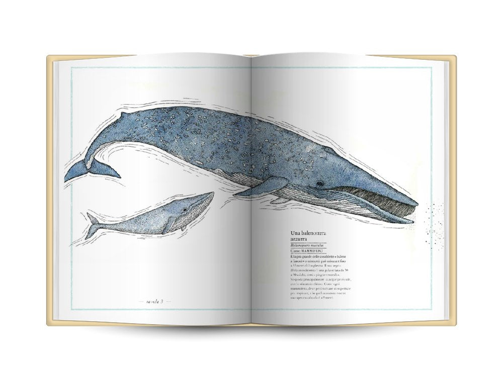 INVENTARIO ILLUSTRATO DEL MARE • E. Tchoukriel, V. Aladjidi