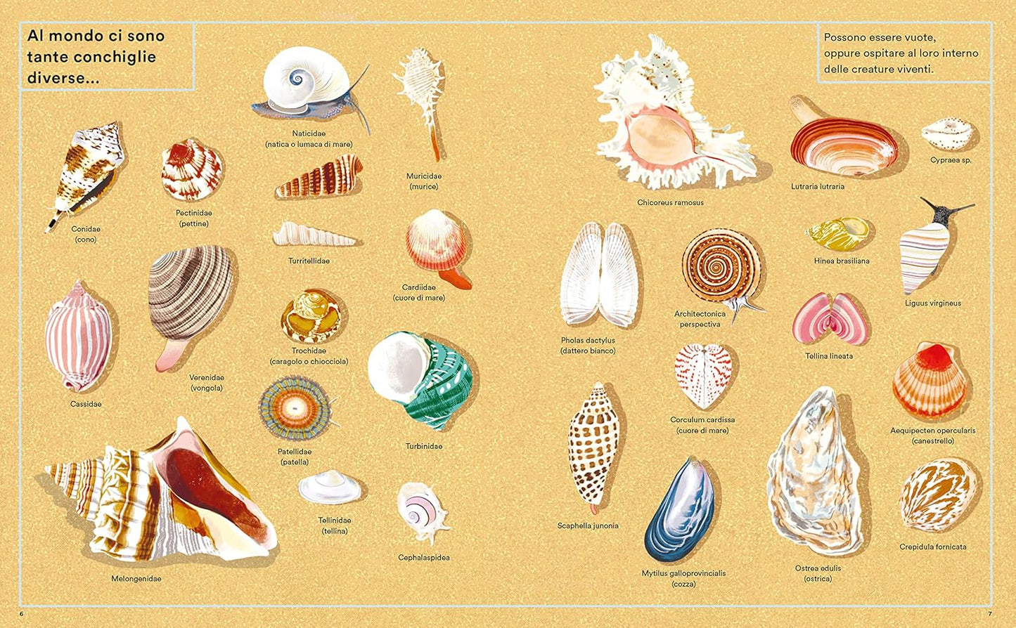 LA VITA SEGRETA DELLE CONCHIGLIE • Helen Scales