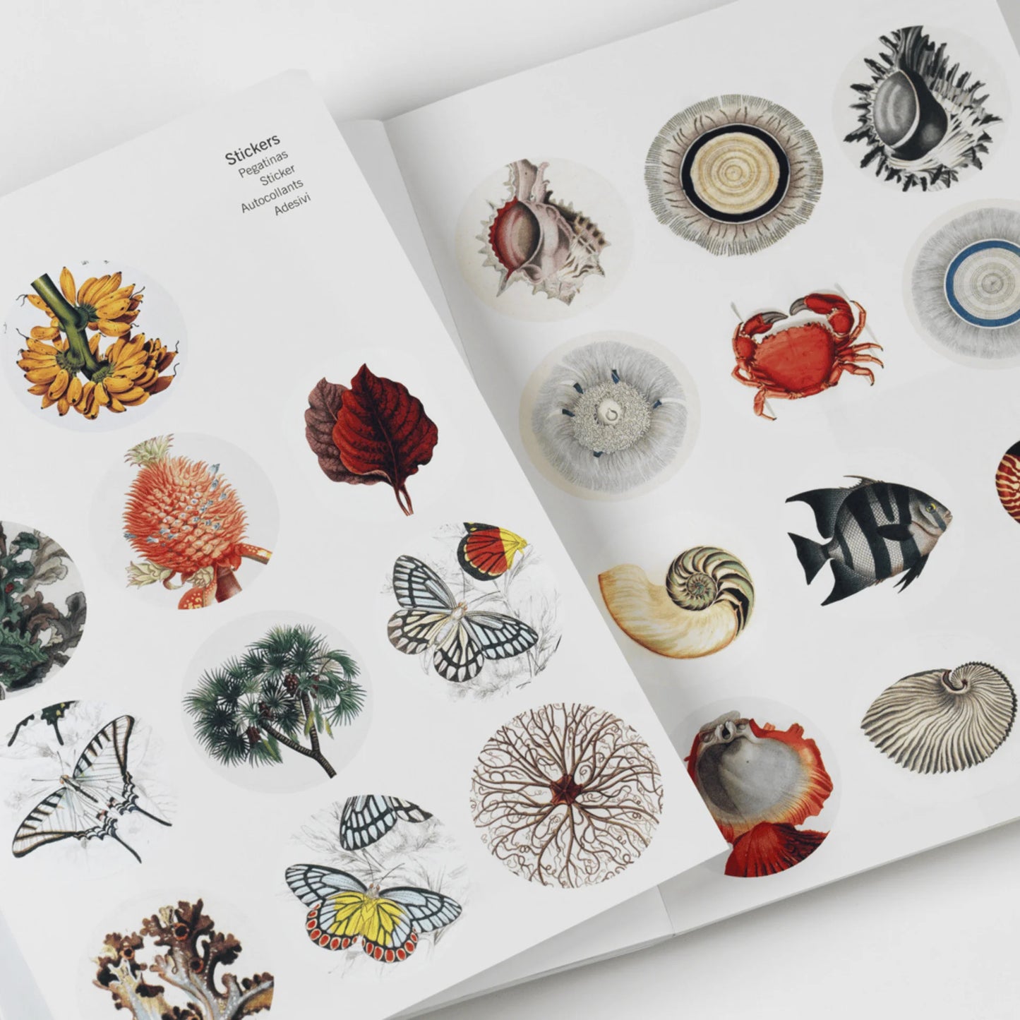 CREATIVE PAPER BOOK. NATURAL HISTORY