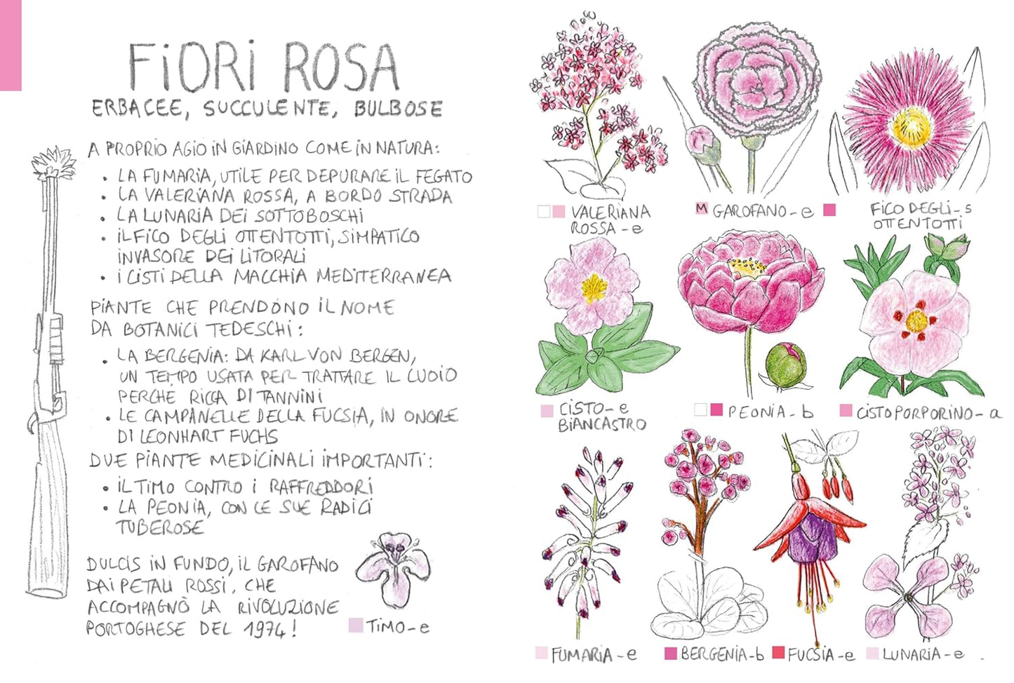 PICCOLA FLORA DEL VIANDANTE • Marine Cressy