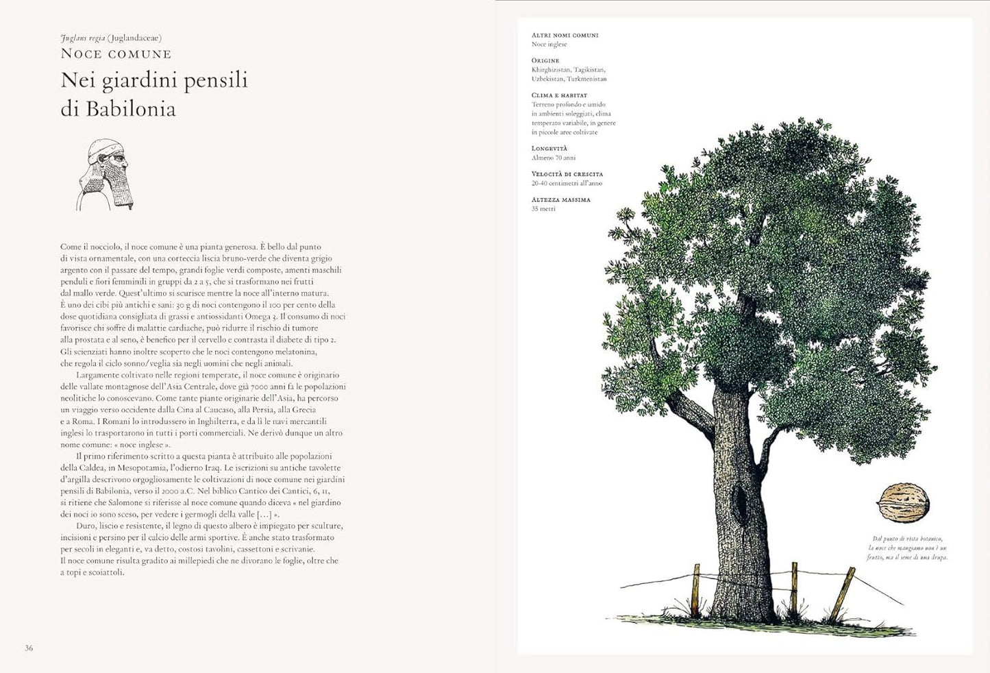 LA STORIA DEGLI ALBERI e di come hanno cambiato il nostro modo di vivere • Autori vari
