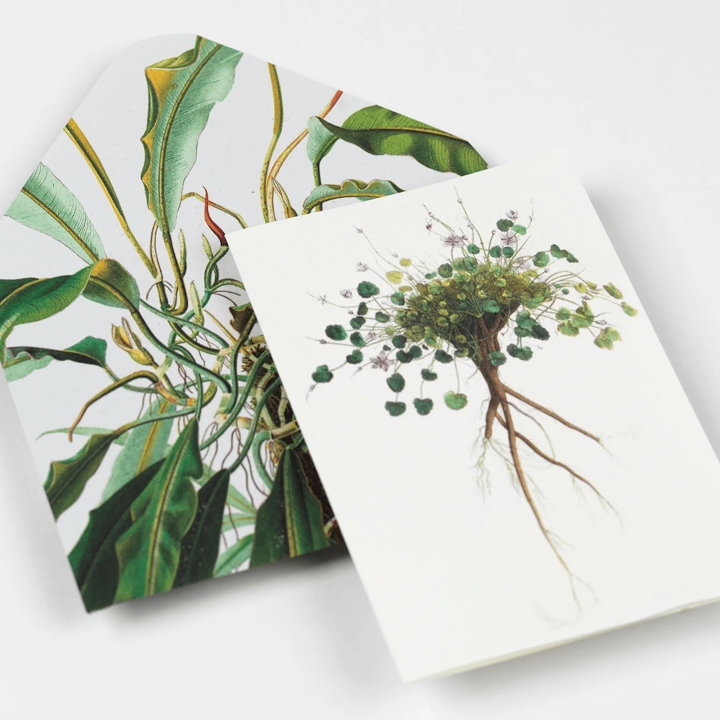 CREATIVE PAPER BOOK. NATURAL HISTORY