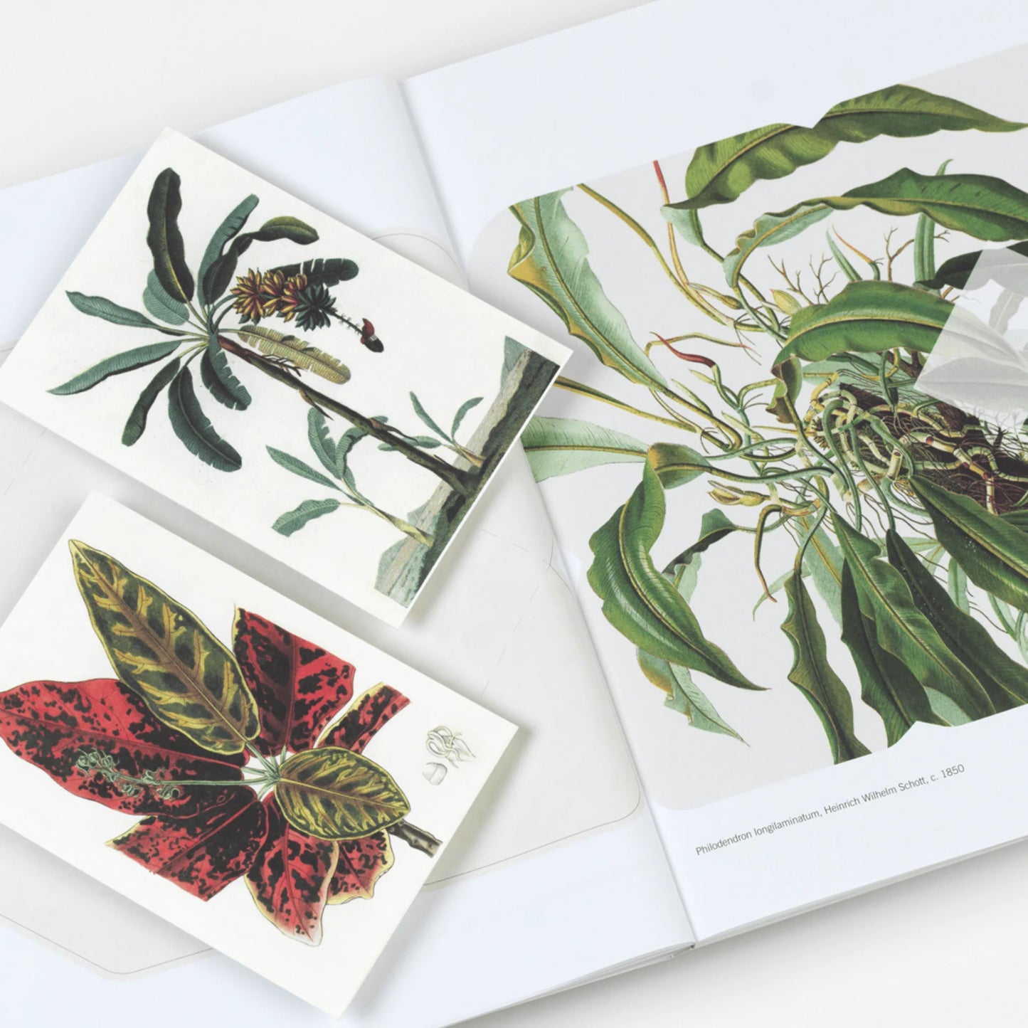 CREATIVE PAPER BOOK. NATURAL HISTORY